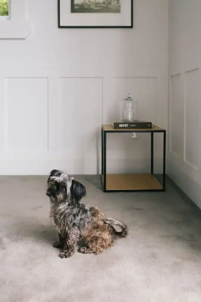 best carpet cleaning company