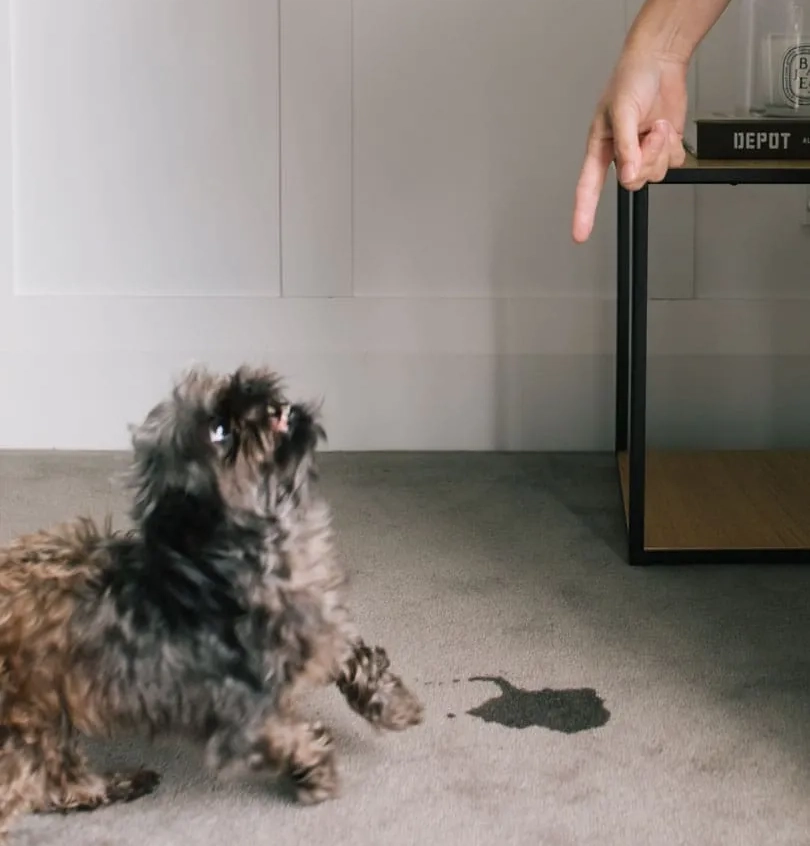 carpet stain caused by dog in the photo