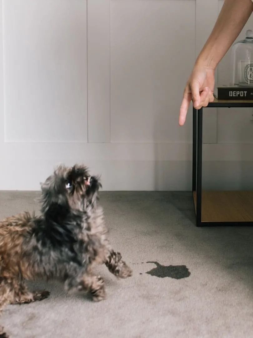 carpet stain caused by dog in the photo